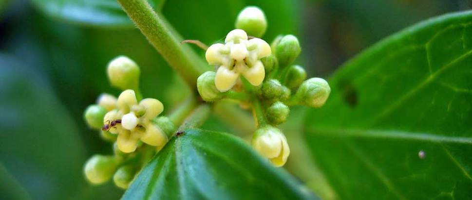 'Masa başı hastalığı'na tropikal destek