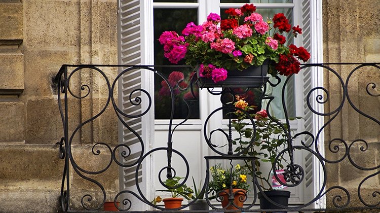 Balkon çiçekleri
