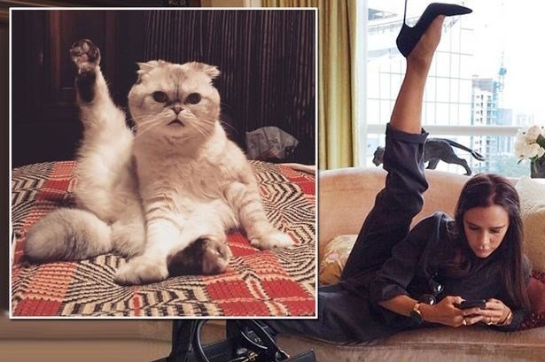 Taylor Swift’in kedisinden Victoria Beckham pozu