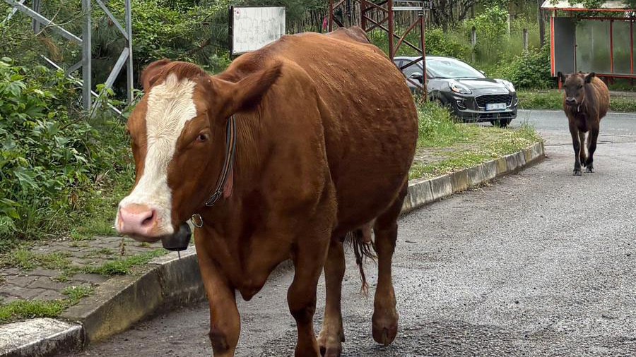 Artık İneklerin Sadece Yüzümüzü Değil, Sesimizi de Tanıyabildiğini Biliyoruz