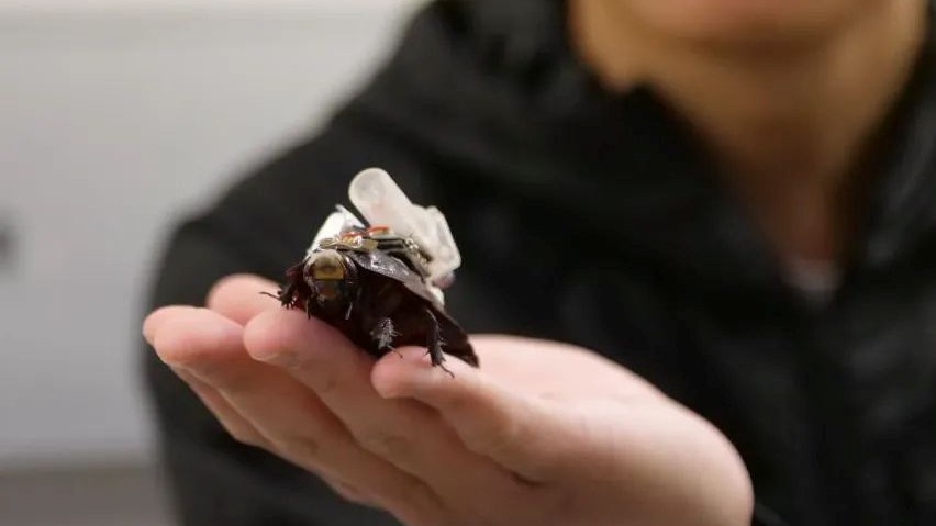 Bu Cyborg Hamamböcekleri Hayatınızı Kurtarabilir